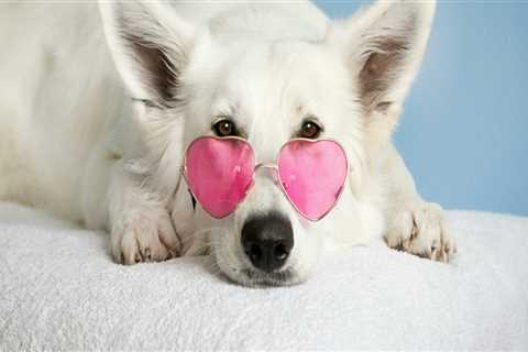 The Importance of Pet Health Insurance in Central Florida