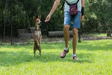 The Impact of Volunteering at Animal Shelters in Southeast SC