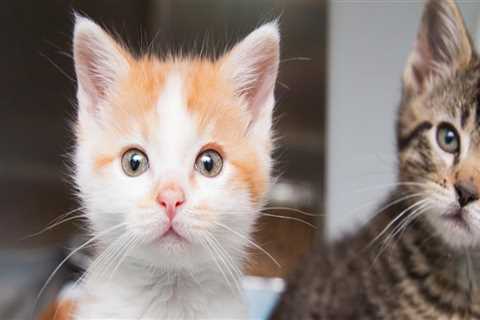 The Ultimate Guide to Adopting an Animal from a Shelter in Southeast SC