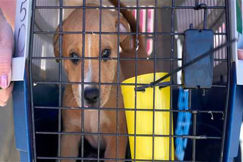 The Truth About Animal Shelters in Southeast SC: An Expert's Perspective