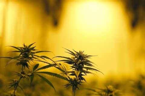 The Economic Impact of Cannabis Legalization in Southwest Washington