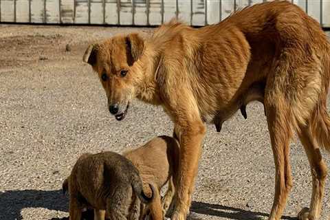The Challenges and Opportunities of Stray Animal Policies in Southeast SC Shelters