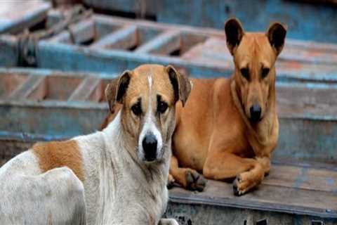 The Challenges and Rewards of Managing Stray Animals in Southeast SC
