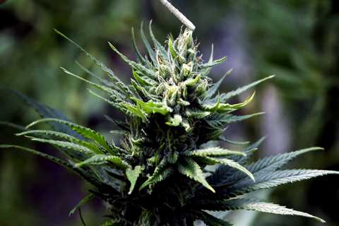 Navigating the Regulations on Cannabis Products in Southwest Washington