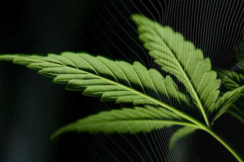 Navigating Advertising Restrictions for Cannabis Businesses in Southwest Washington: An Expert's..