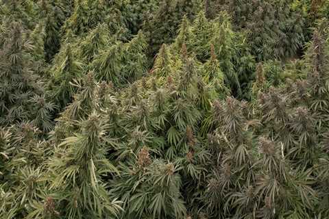 Exploring the World of Cannabis in Southwest Washington