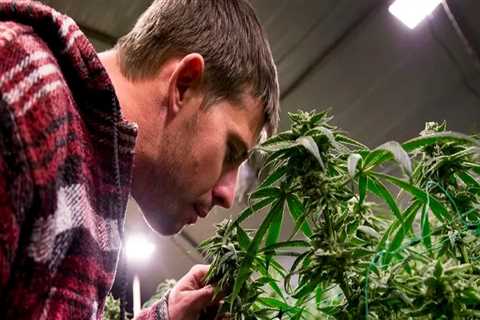 Understanding Cannabis Possession Restrictions in Southwest Washington
