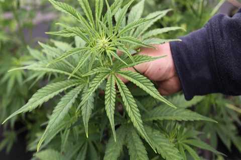 The Cost of Cannabis in Southwest Washington: A Comprehensive Comparison