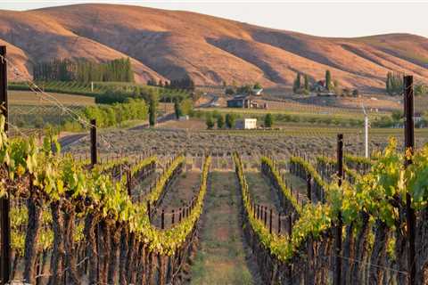 Uncovering the Hidden Gem of Western Washington's Vineyards