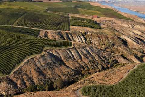 The Laws and Regulations of Labeling for Vineyards in Western Washington