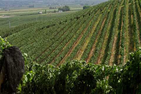 The Hidden Gem of Western Washington: A Wine Lover's Paradise