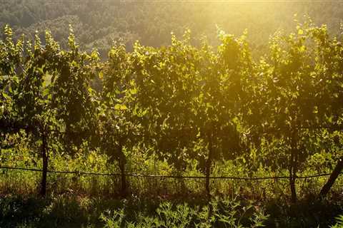 The Rise of Viognier in Central Virginia