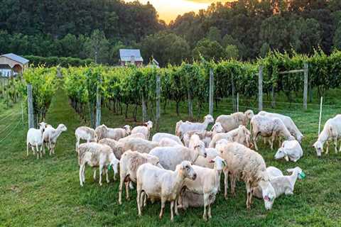 Sustainability in Central Virginia's Wine Industry