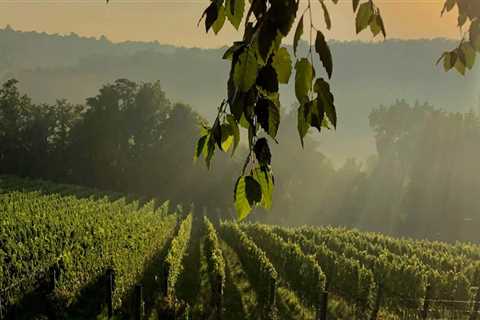 The Growing Wine Industry in Central Virginia