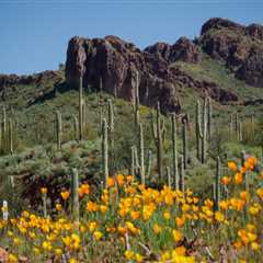 Specialized Healthcare Services for Seniors in Pinal County, Arizona: Meeting the Unique Needs of..