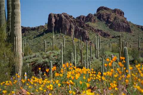 Specialized Healthcare Services for Seniors in Pinal County, Arizona: Meeting the Unique Needs of..