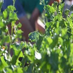 The Power of Community Organizations in Promoting Sustainable Practices in Alachua County, FL