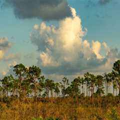 Protecting Southwest Florida's Water Quality and Biodiversity