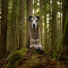 Comprehensive Guide to Pet Care Services in Western Washington