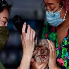 Exploring Referral Programs in Pet Care Organizations in Western Washington