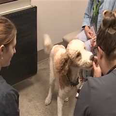 Affordable Pet Care: Organizations Offering Discounts for Low-Income Families in Western Washington