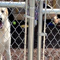 Understanding Regulations and Laws for Pet Care Organizations in Western Washington