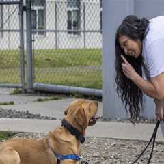 Exploring Pet Care Organizations in Western Washington: Training Classes for Your Pets