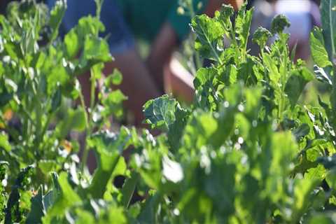 The Power of Community Organizations in Promoting Sustainable Practices in Alachua County, FL