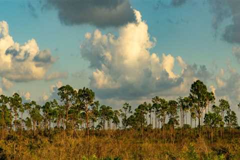Protecting Southwest Florida's Water Quality and Biodiversity