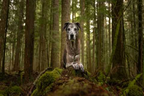 Comprehensive Guide to Pet Care Services in Western Washington