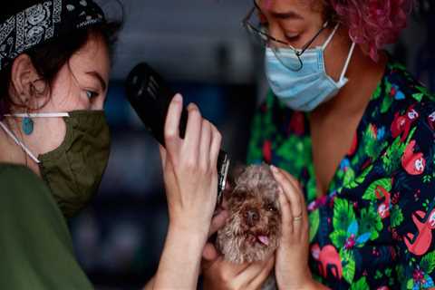 Exploring Referral Programs in Pet Care Organizations in Western Washington