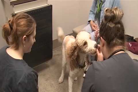 Affordable Pet Care: Organizations Offering Discounts for Low-Income Families in Western Washington