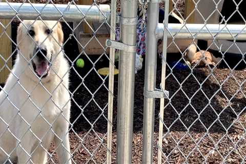 Understanding Regulations and Laws for Pet Care Organizations in Western Washington