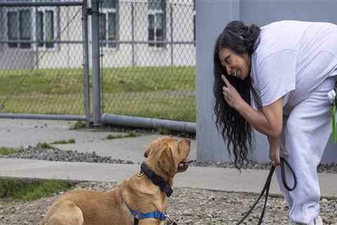 Exploring Pet Care Organizations in Western Washington: Training Classes for Your Pets