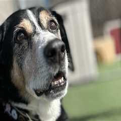 Comprehensive Reviews and Testimonials for Pet Care Organizations in Southern New Jersey