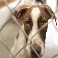 Understanding Age Restrictions for Pets at Pet Care Organizations in Southern New Jersey