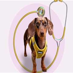 Understanding Additional Fees for Pet Care Organizations in Southern New Jersey