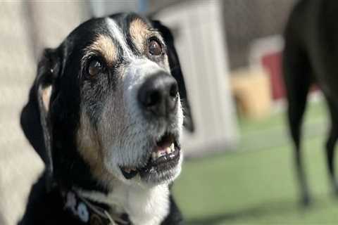 Comprehensive Reviews and Testimonials for Pet Care Organizations in Southern New Jersey