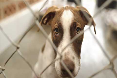 Understanding Age Restrictions for Pets at Pet Care Organizations in Southern New Jersey