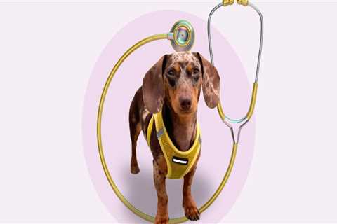 Understanding Additional Fees for Pet Care Organizations in Southern New Jersey