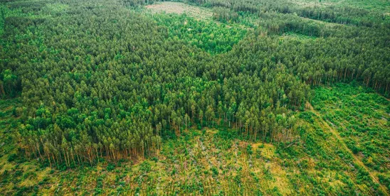 What to Expect on the EU Deforestation-Free Regulation in 2026