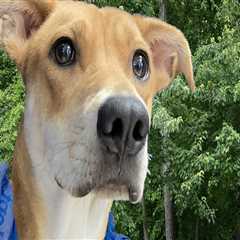 Southern New Jersey Pet Care Groups That Make Relocation Easier for Pet Owners