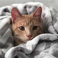 Monday Morning Accounting News Brief: One EYer Was Very Determined to Cheat; How Can You Not Know..