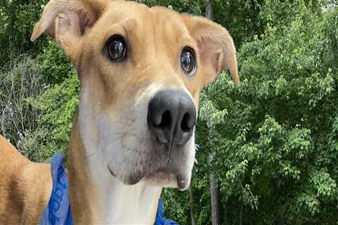 Southern New Jersey Pet Care Groups That Make Relocation Easier for Pet Owners