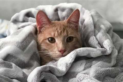 Monday Morning Accounting News Brief: One EYer Was Very Determined to Cheat; How Can You Not Know..