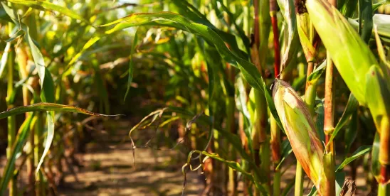 USDA Deregulates Corn Engineered for Insect Resistance