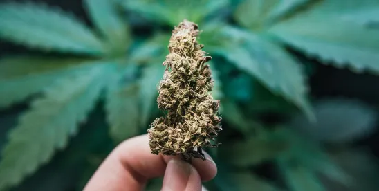 Golden Years, Green Areas- What Assisted Living Facilities Need to Do About Marijuana Rescheduling