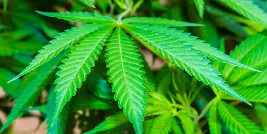 Florida Court Reinforces Employer’s Ability to Enforce Marijuana Policies in Public Union Contract